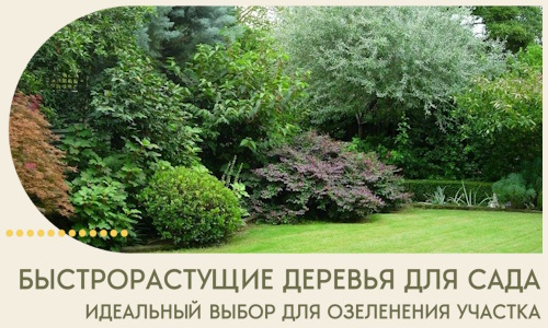 Быстрорастущие деревья для сада идеальный выбор в Богородицке