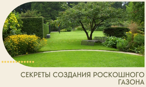 Секреты создания роскошного газона в Богородицке